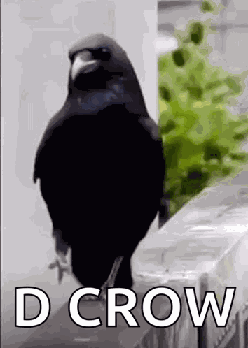 Merlo Uccelli GIF