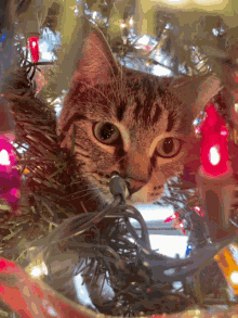 Merry Christmas Funny GIF