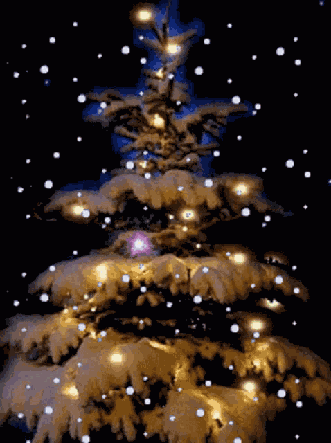 Merry Christmas GIF