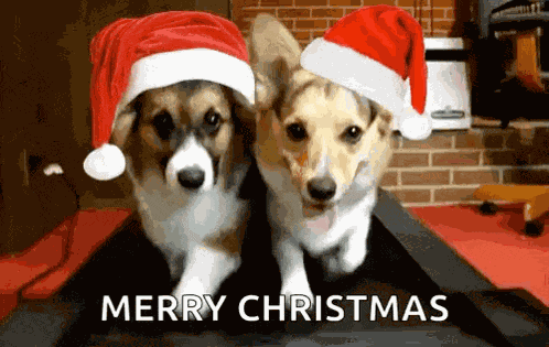 Merry Christmas GIF
