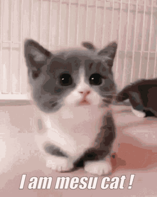 Mesu Mesu Cat GIF