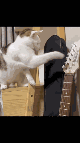Metal Cat Guitar Cat GIF
