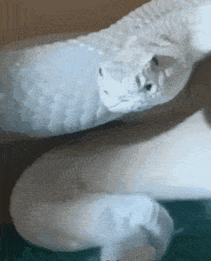 Mewing Snake GIF