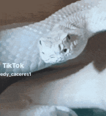 Mewing Snake GIF