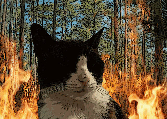 Miitens Cat Cat Fire GIF