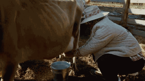 Milking Cow GIF