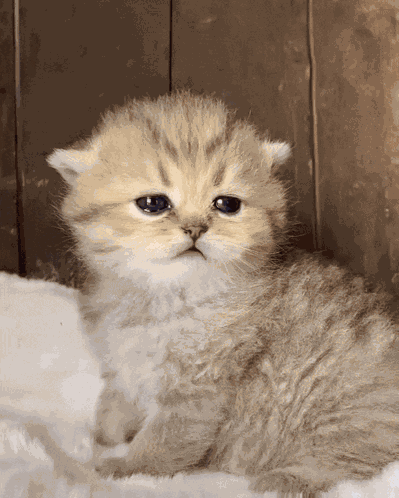 Miloie Miloskovi GIF