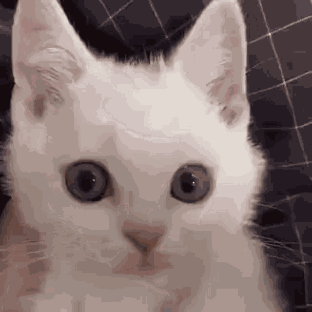 Miltrin The Angry Cat GIF