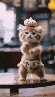 Minitrend Cat Meme GIF