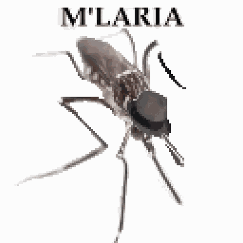 M'Laria My Lady GIF