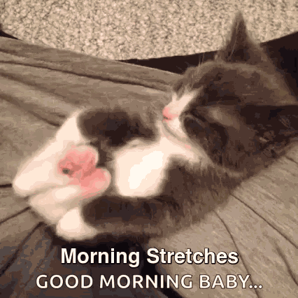 Modelkitty Cats GIF