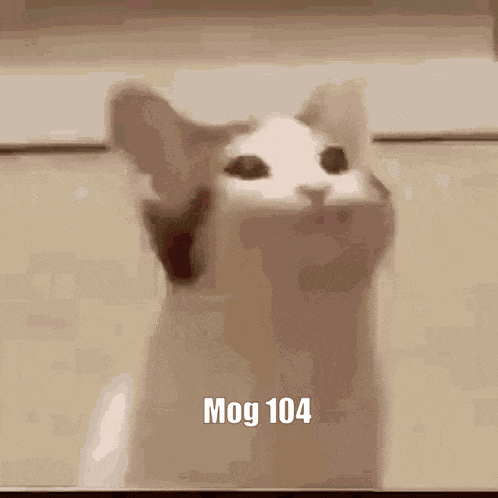 Mog Mog 104 GIF