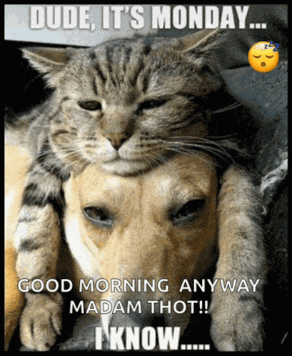 Monday Mondays Meme