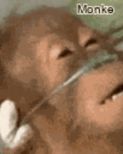Monke GIF