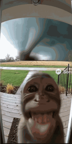 Monkey Ai Video GIF