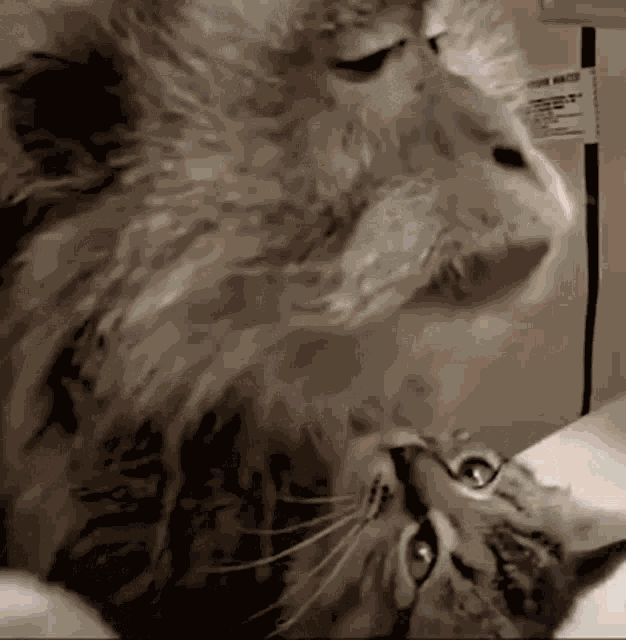 Monkey Cat GIF