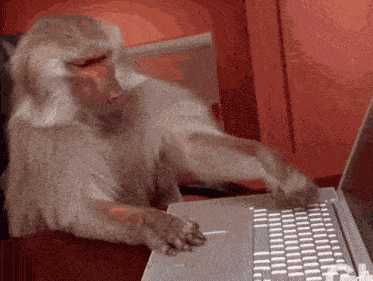 Monkey Computer GIF