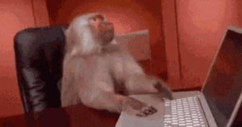 Monkey Computer GIF