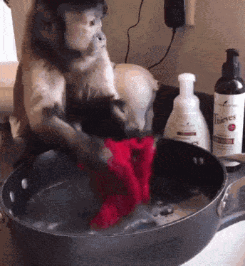 Monkey Cooking Monkey Trying GIF