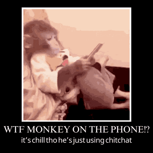Monkey Cute Monkey GIF