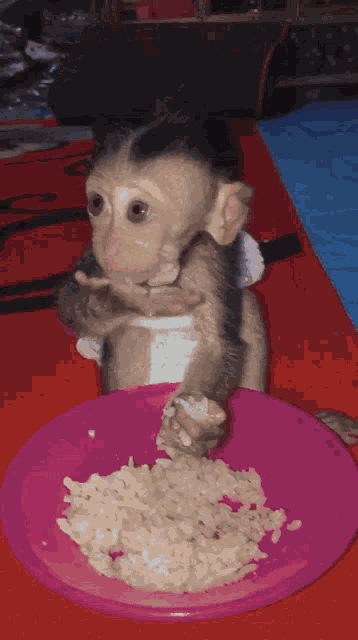 Monkey Eating GIF