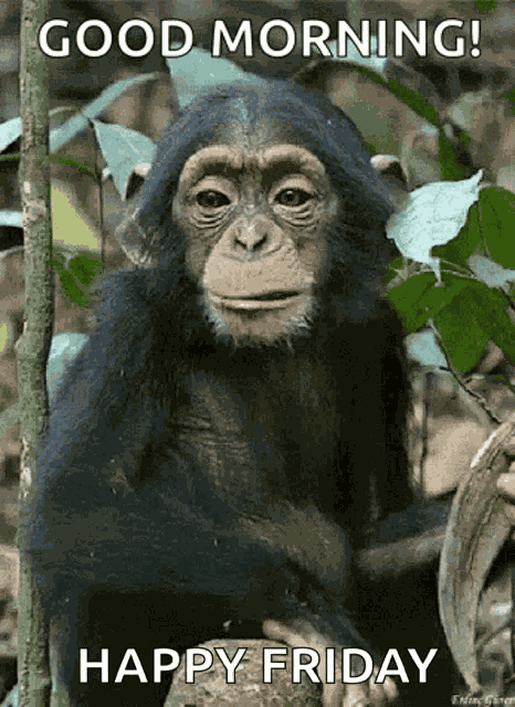 Monkey Eating GIF