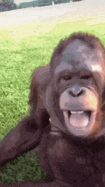 Monkey Funny Monkey GIF