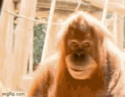 Monkey Gggutya GIF