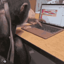Monkey Images GIF