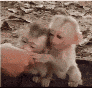 Monkey Iver Monkey GIF
