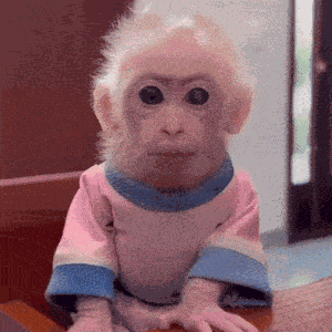 Monkey Looking Sus Sus Monkey GIF