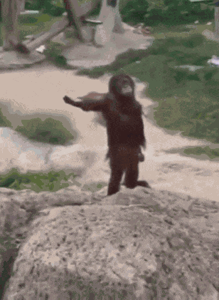 Monkey Monkey Asking For Food GIF