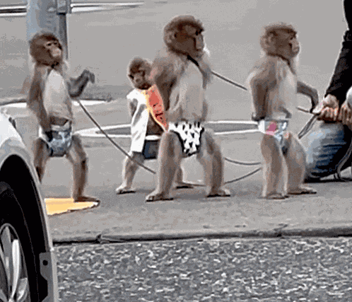 Monkey Monkey Backflip GIF