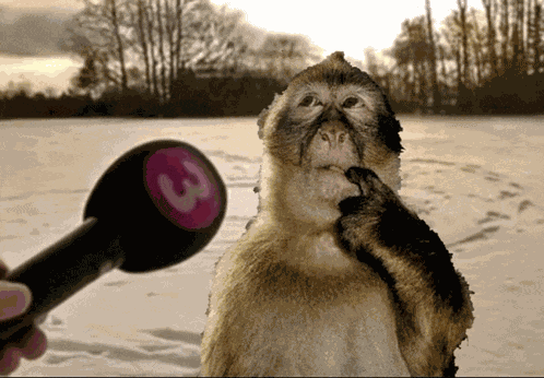 Monkey Monkey Confused Meme