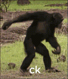 Monkey Monkey Dancing GIF