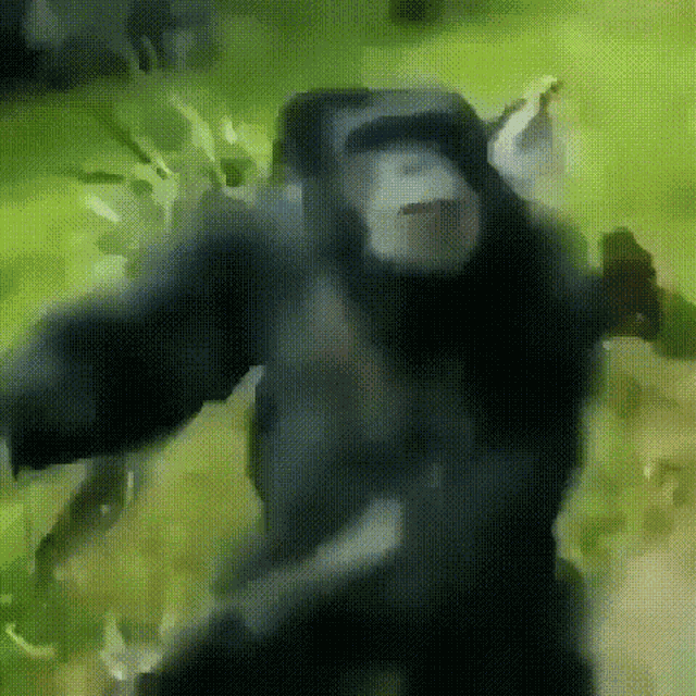 Monkey Monkey Dancing GIF