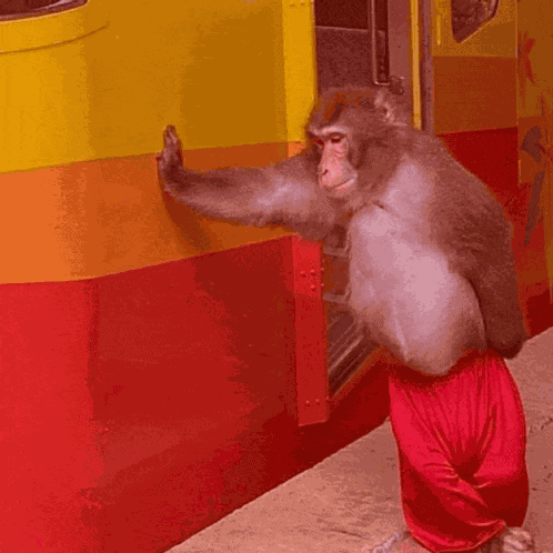 Monkey Monkey Images Meme