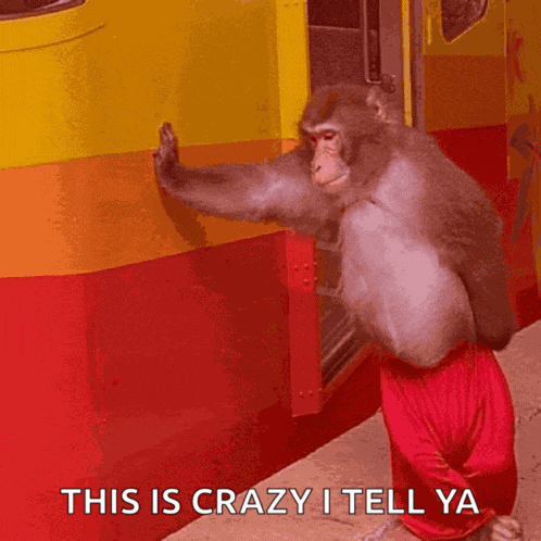 Monkey Monkey Images Meme