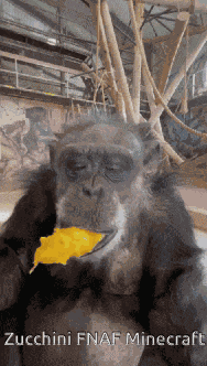 Monkey Monkey Images GIF
