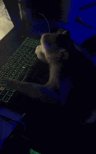 Monkey Monkey On Computer GIF
