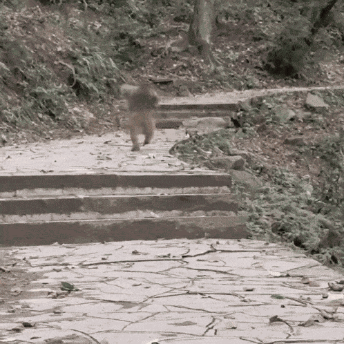 Monkey Monkey Running GIF