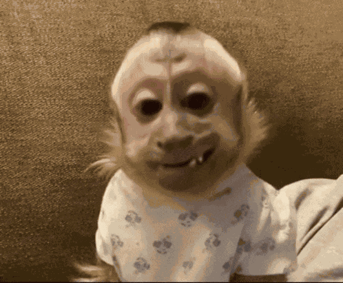 Monkey Monkey Talk GIF