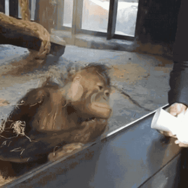 Monkey Monkeys GIF