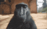 Monkey Mosa GIF