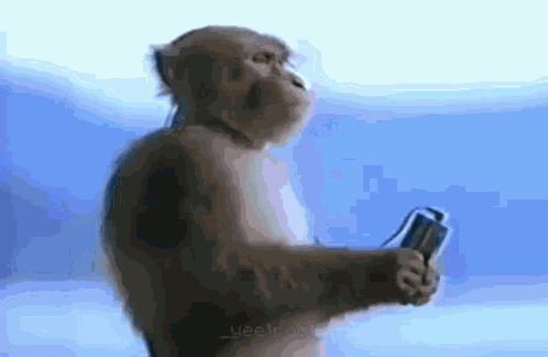 Monkey Music GIF