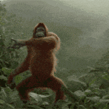 Monkey GIF