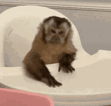 Monkey GIF