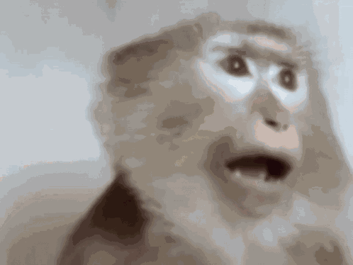 Monkey Reaction GIF
