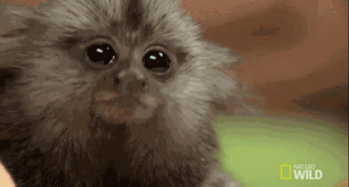 Monkey Really GIF