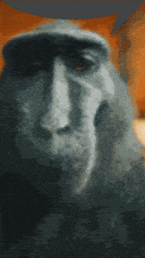 Monkey Rizz Kurbox Test GIF